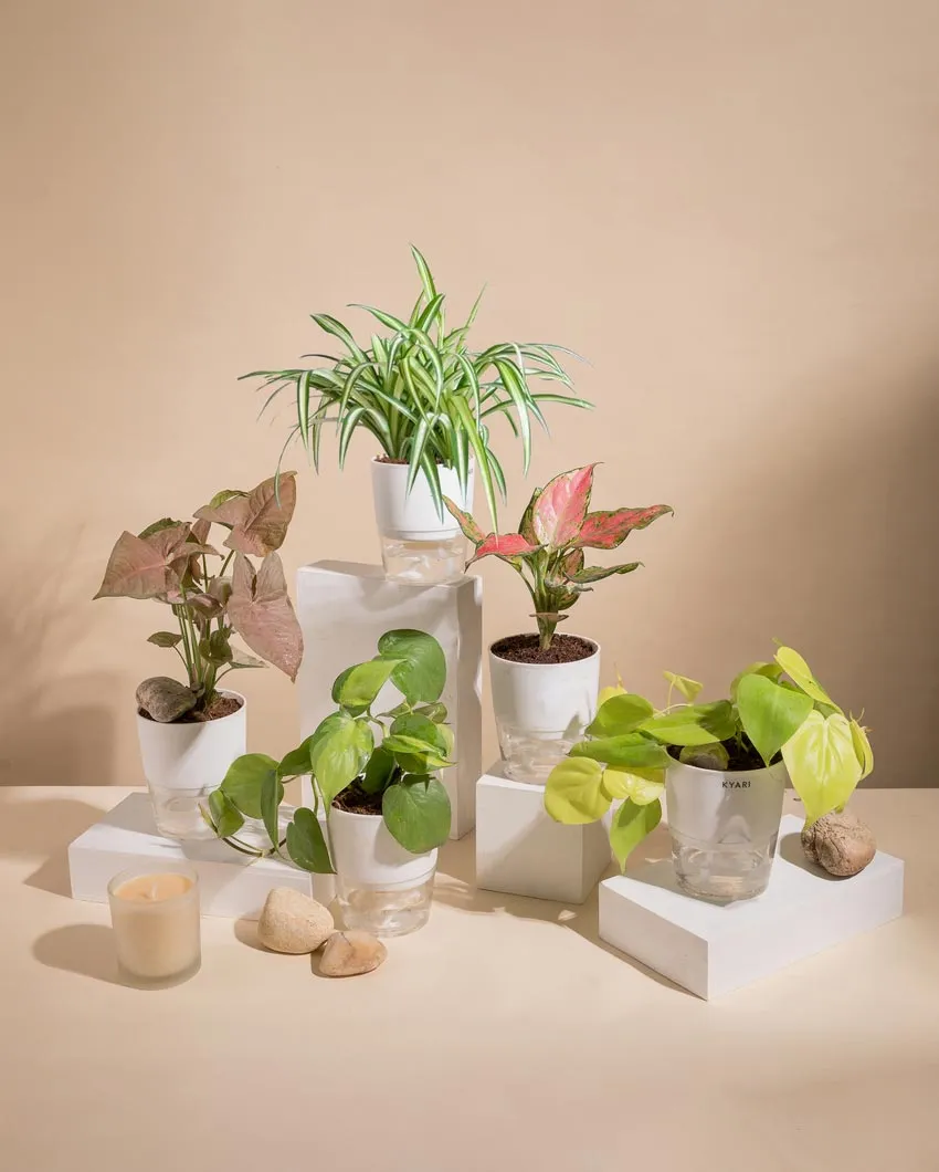 Aglaonema Golden Money Spider Plants With Pots | Pack of 5 | 4 x 10 inches
