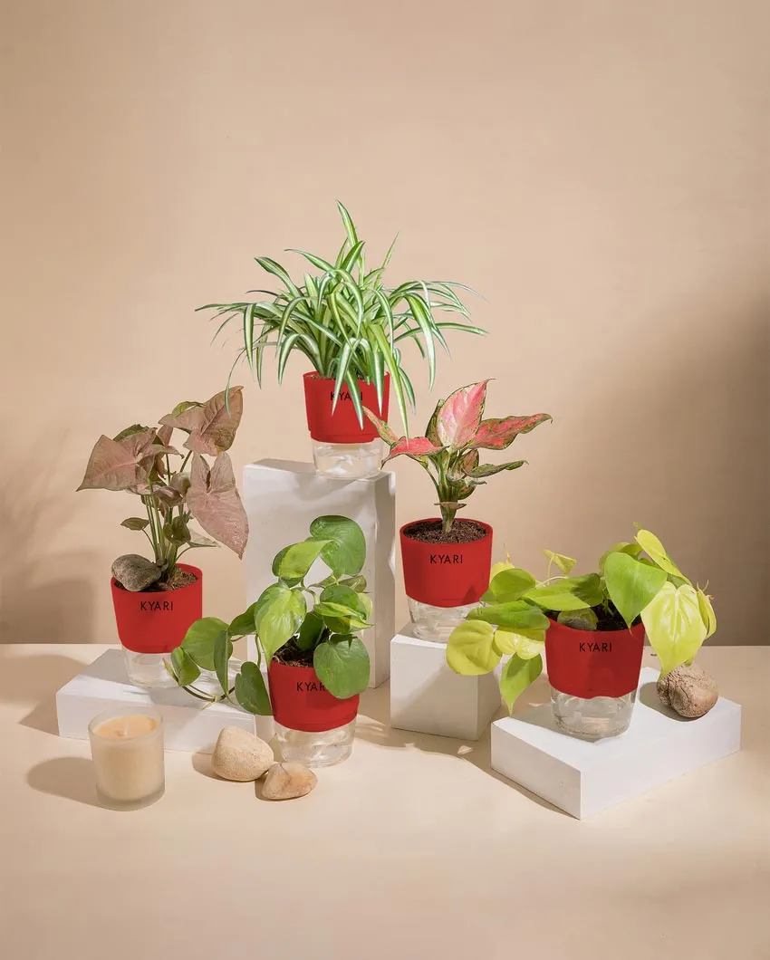 Aglaonema Golden Money Spider Plants With Pots | Pack of 5 | 4 x 10 inches