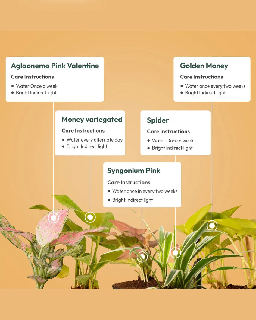 Aglaonema Golden Money Spider Plants With Pots | Pack of 5 | 4 x 10 inches