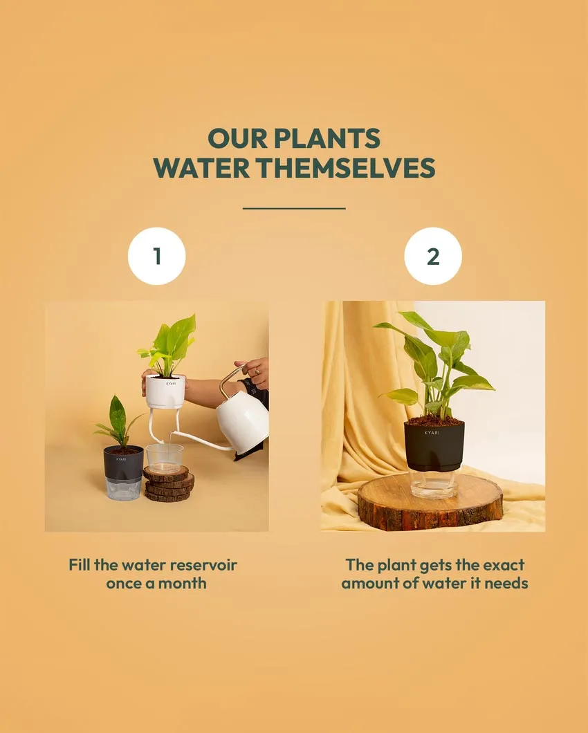 Aglaonema Golden Money Spider Plants With Pots | Pack of 5 | 4 x 10 inches