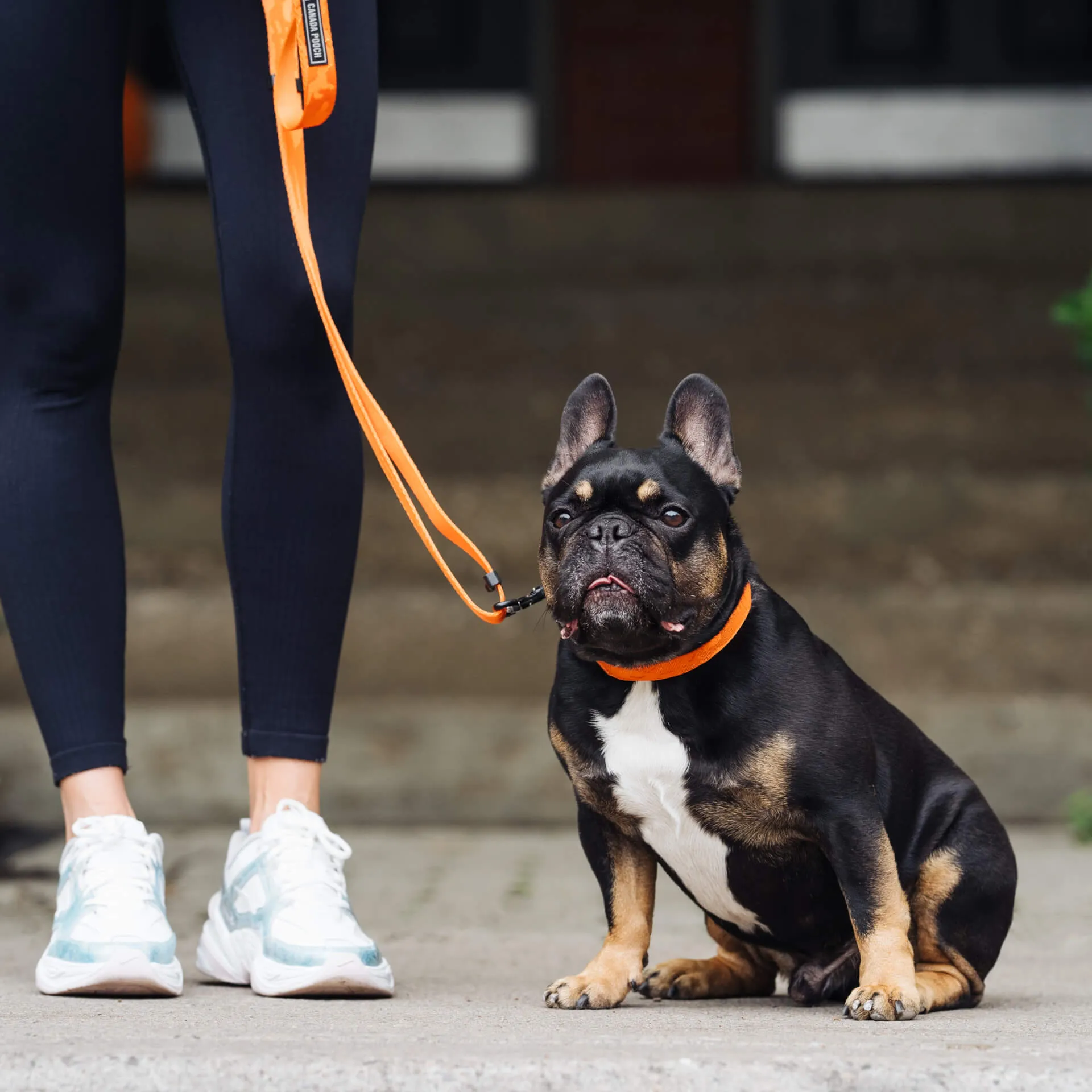 Utility Collar